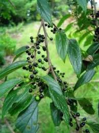 Image result for Andrachne ovalis