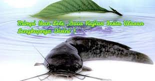 Dalam kajian buku mimpi ikan mas, situs tanya mimpi dot com telah merangkum semua nomor kumpulan tafsir erek erek ikan abjad. Mimpi Ikan Keli Besar