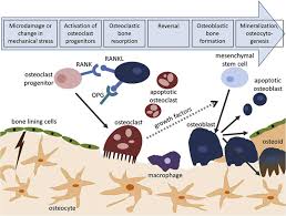 Prestage department of poultry science and the biomanufacturing training and education center. Human Skeletal Physiology And Factors Affecting Its Modeling And Remodeling Fertility And Sterility