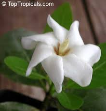 Image result for Baphia massaiensis