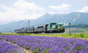 Summer Flower Japangov The Government Of Japan Hokkaido Tourist Places Furano