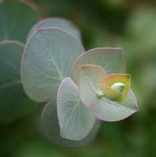 Photo Of The Leaves Of Florist Silver Dollar Eucalyptus Pulverulenta Baby Blue Posted By Cal Australian Native Flowers Australian Wildflowers Flower Images