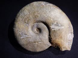 Maybe you would like to learn more about one of these? Der Obere Muschelkalk Des Coburger Landes Cfk Fossilien
