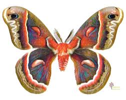 Image result for Cecropia