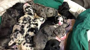 How much do great dane puppies cost? Great Dane Gives Birth To Never Ending Puppies 19 To Be Exact Abc News