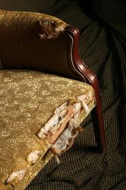 Mold Is A Fungus That Can Be Found Anywhere There Is A Damp Humid Area Basements And Attics Are A Perfec Furniture Furniture Upholstery Upholstered Furniture