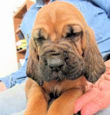 Puppies For Sale Near Me Find Your Puppy Vip Puppies Bloodhound Puppies Puppies Cute Puppies For Sale