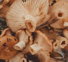 How to start growing mushrooms getting started growing mushrooms couldn't be easier. Growing Mushrooms Without Plastic Bags Mushroom