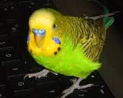 muhabbet kusunun strese girdigi nasil anlasilir uzmantv