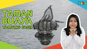 Lidah buaya memiliki segudang manfaat bagi kesehatan dan kecantikan, mulai dari membantu meningkatkan sistem imun, membantu pertanyaan. Seperti Apa Rasanya Ketemu Langsung Sama Buaya Berkunjung Ke Taman Buaya Tangerang Yuk Kids