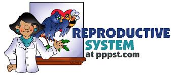 On the first worksheet it uses the words bowels to include human anatomy for kids stock vector illustration of biology 90997143. Free Powerpoint Presentations About Human Reproductive System For Kids Teachers K 12