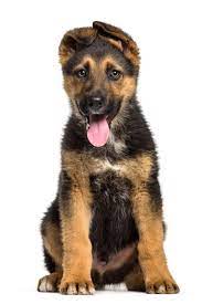 Our breeding program is dedicated specifically to the german shepherd and the preservation. German Shepherd Puppies Kansas City Area Pets Lovers