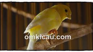 Check spelling or type a new query. Bengkak Pada Pembuluh Darah Di Kaki Burung Ini Cara Mengobatinya Om Kicau