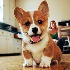 Pembroke welsh corgi puppies are adorable puppies, we have a few puppies for sale. Akc Pembroke Welsh Corgi Female For Sale In Denver Colorado Classified Americanlisted Com