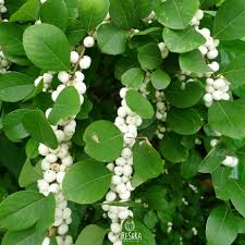 Image result for Seddera suffruticosa