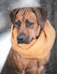 Mystic Sun Ada Shelby & Agnes 13 months old ❤️‍🔥