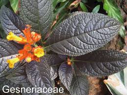 Image result for Gesneriaceae