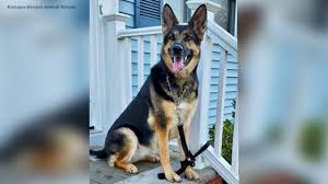 Being a dog that was bred to herd and work, the german shepherd will not be fond of apartment living and it probably won't work for this dog breed. Rescued German Shepherd Helps Save Owner S Life During Stroke In New Jersey Abc11 Raleigh Durham