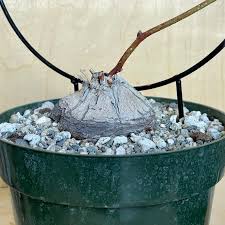 Image result for Dioscorea sylvatica