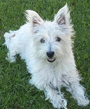 Maybe you would like to learn more about one of these? Akc S T A R Puppy Program Guaranteed Dog Training