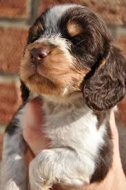 Baby Black And Brown Cocker Spaniel Cute Animals With Images English Cocker Spaniel Puppies Spaniel Puppies Cocker Spaniel Puppies