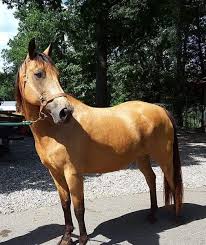 Buckskin gulch is truly an amazing place, and visitors are sure to appreciate it's stunning beauty. Hold Your Horses Buckskin Dream Horse For Sale In Union Georgia United States Of America