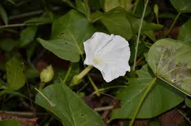 Image result for Ipomoea violacea