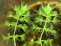 Image result for Aldrovanda vesiculosa