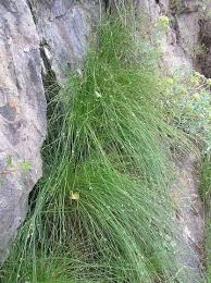 Image result for Cyperus laevigatus