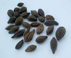 Khasiat pinang untuk kejantanan pria selanjutnya adalah membantu menormalkan struktur dan bentuk sperma. Buah Kelentit Kering Nama Pelik Buah Ajaib Untuk Kebahagiaan Suami Isteri Dherba Com