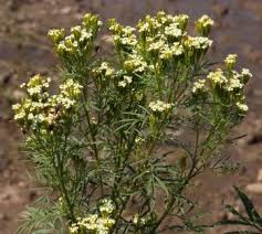 Image result for Gutenbergia cordifolia