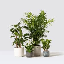 Free delivery in 10 miles radius from our location in palmers green send us an email with a list of plants, your phone number and address and we will email back with a quote and delivery information. Indoor Plant And Houseplant Delivery Buy Online Plant Pots And Planters Patch