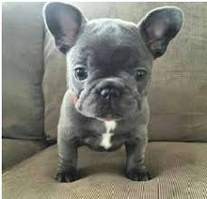 The breed is the result of a cross between toy bulldogs imported from england and local ratters in paris, france, in the 1800s. French Bulldog Colors Askfrenchie Com