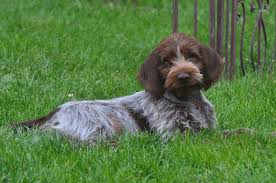 If you do not find the wirehaired pointing griffon puppy for sale that you are looking for then place your request within our wirehaired pointing griffon dogs doing so will enable registered wirehaired pointing griffon dog breeders to quickly scan through your requests, and at the same time we ensure. Idaho Outback Wirehaired Pointing Griffon Puppies August 2018