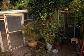 Clematis is a versatile climber and can be used in a variety of interesting ways in the garden, adding a vertical dimension and extending periods of interest. Flowering Vines In Run Backyard Chickens Learn How To Raise Chickens