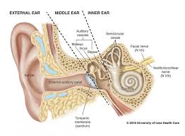 As you can see, there are several structures to learn. Types Of Hearing Impairment University Of Iowa Hospitals Clinics