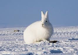 How do arctic hares forage? Arctic Hare Pictures Diet Breeding Life Cycle Facts Habitat Behavior Animals Adda