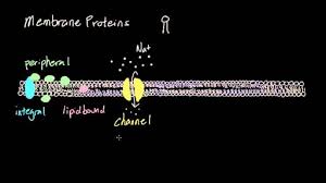 We did not find results for: Cell Membrane Proteins Video Khan Academy