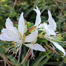 Image result for Cladostemon kirkii