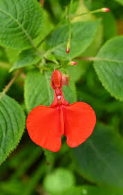 Image result for Impatiens stuhlmannii