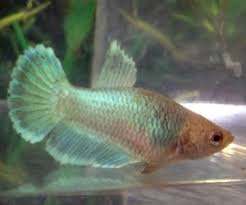 There is a reason the photographer called this a white fish and not an albino. Green Betta Fish For Sale Bettafishforsale Org