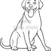 It is essential to know this because when a dog transforms from puppy to adult, it will be necessary to make a change in its diet. 1