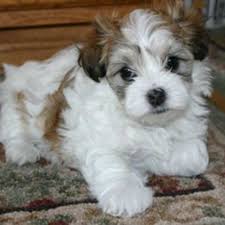 Havanese for sale in riverside county, hemet, california. Havanese Dog Breed Information