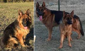 Check out our gsd name suggestions by clicking here now. Teen 14 Is Mauled By A Three Year Old German Shepherd At His Family S Dog Breeding Farm Daily Mail Online