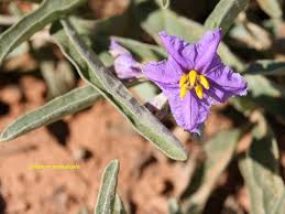 Image result for Dolichos simplicifolius