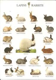 The smaller breeds become sexually mature earlier than the larger breeds. Hopping Along Rabbit Breeds Types Of Rabbits Pet Rabbit