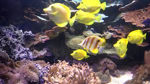 Fishes In Aquarium Sea Life View Underwater Animals In Nature 4k Stock Footage Life View Sea Fishes Underwater Animals Sea Life Aquarium Fish