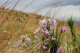 Image result for Xerophyta schlechteri