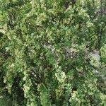 Image result for Putterlickia