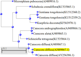 Image result for Schinziella tetragona